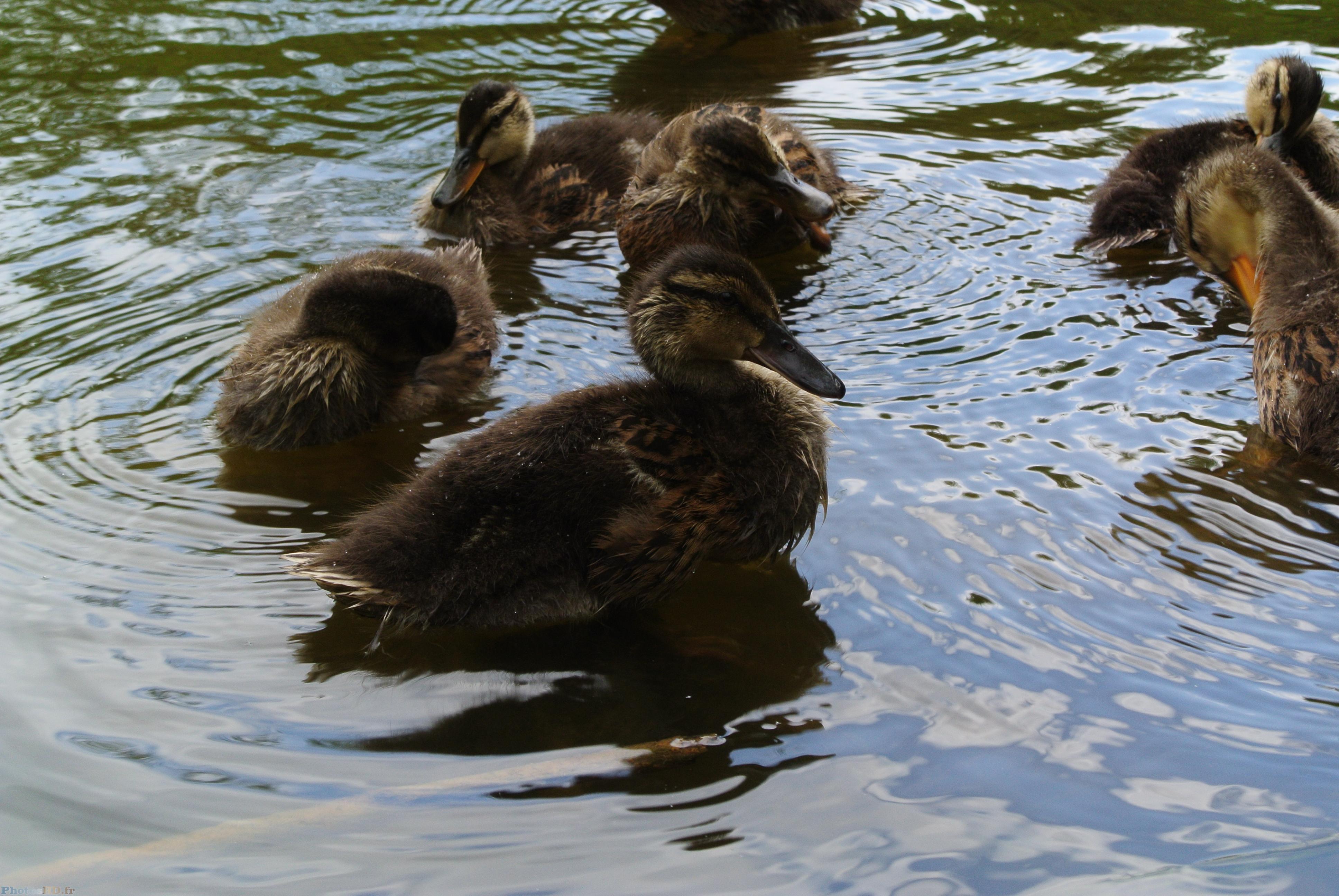 Famille de canetons