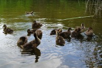 Famille de canetons