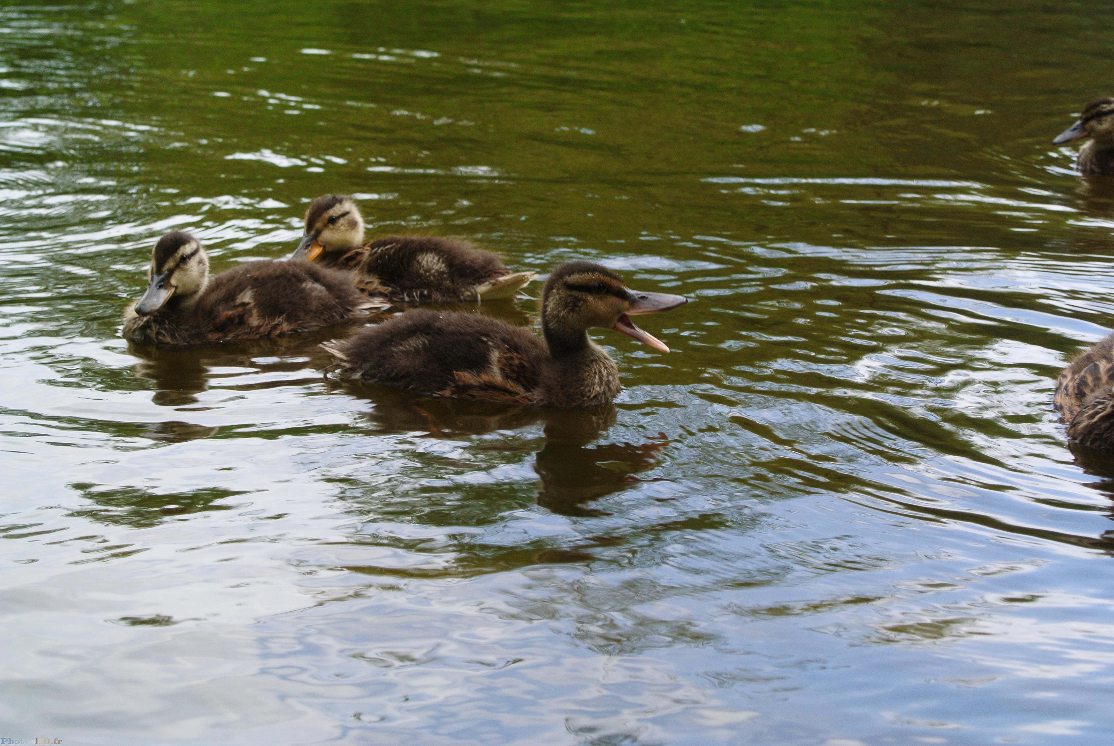 Famille de canetons