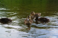 Famille de canetons