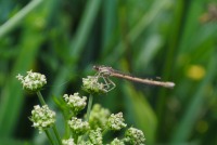 Une libellule de près