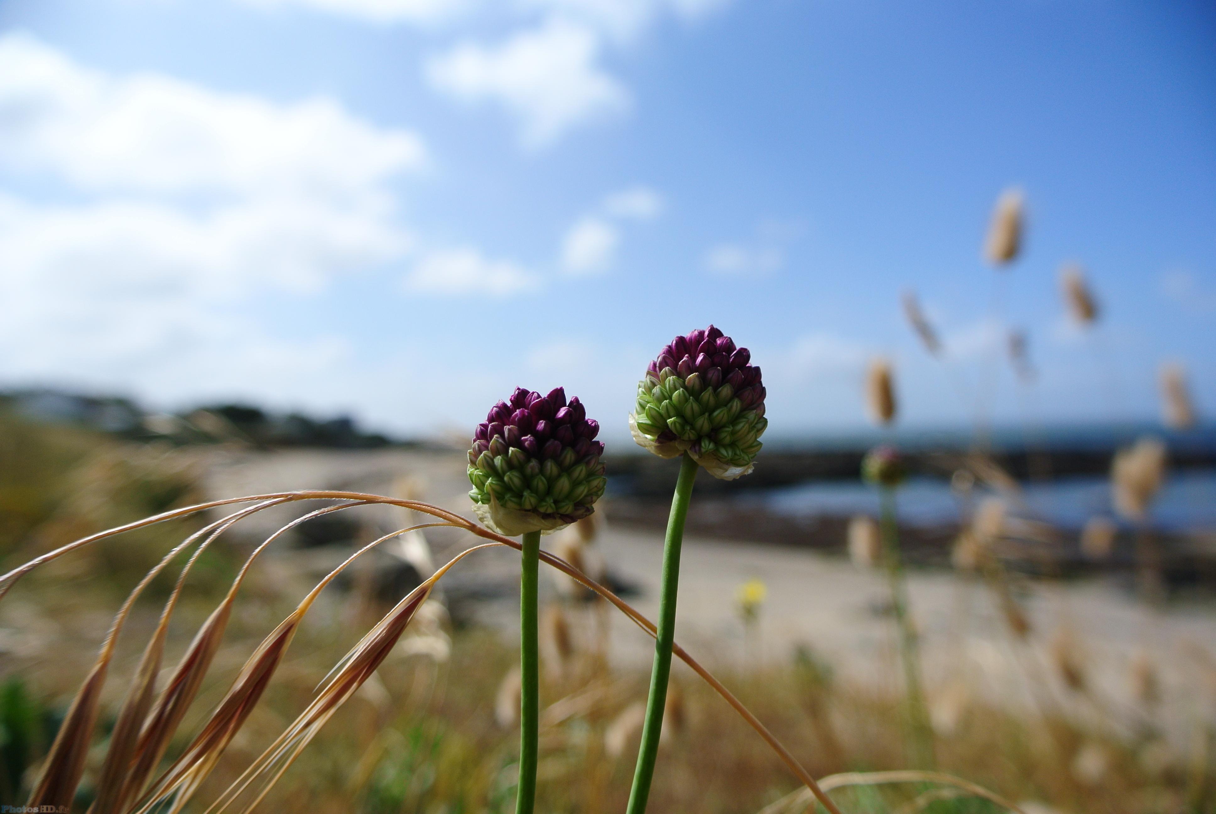 Fleur de plage