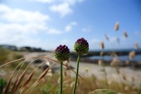 Fleur de plage