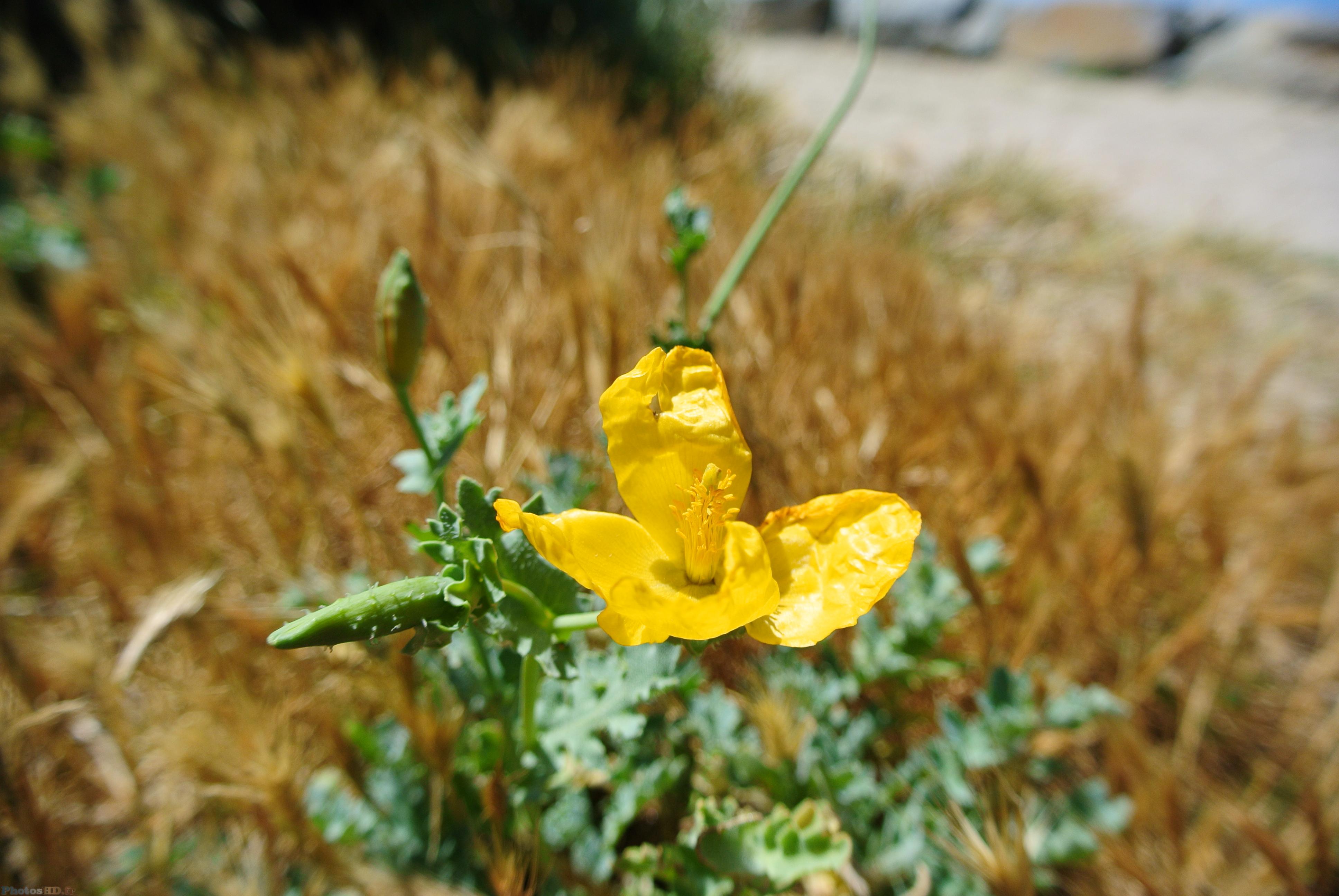 Fleur jaune