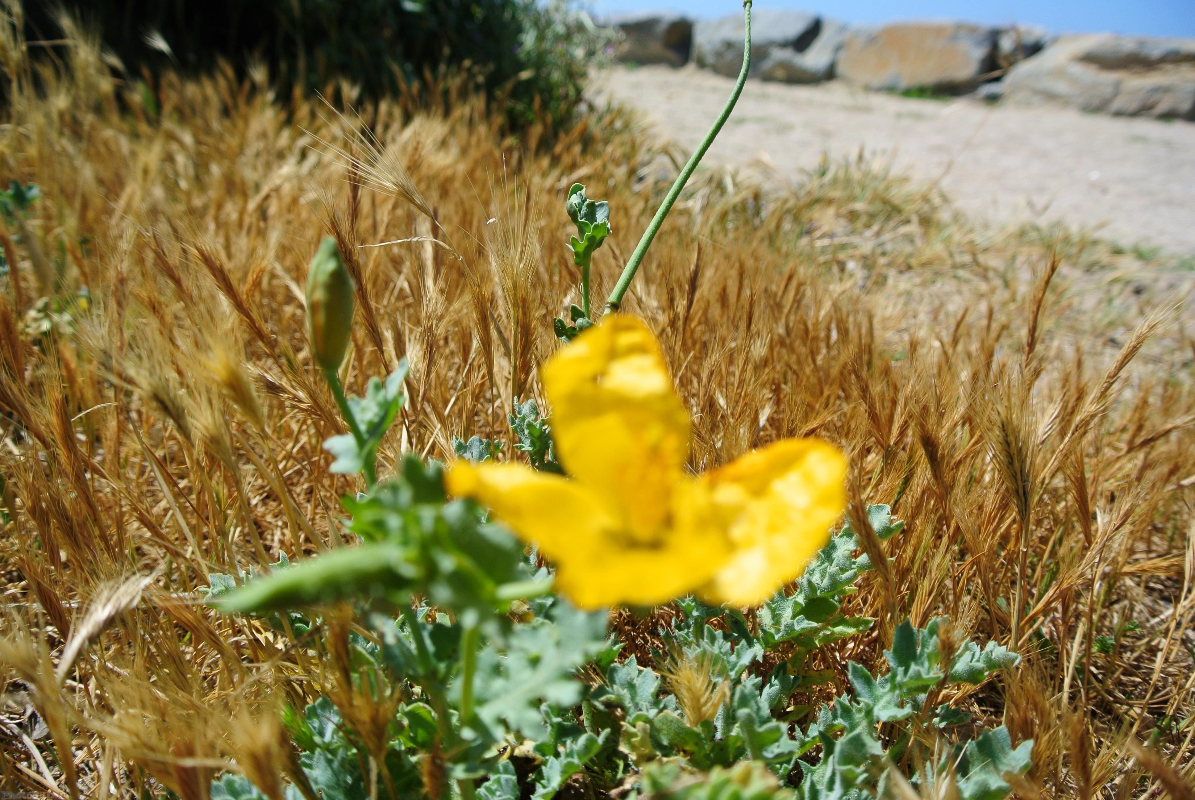 Fleur jaune