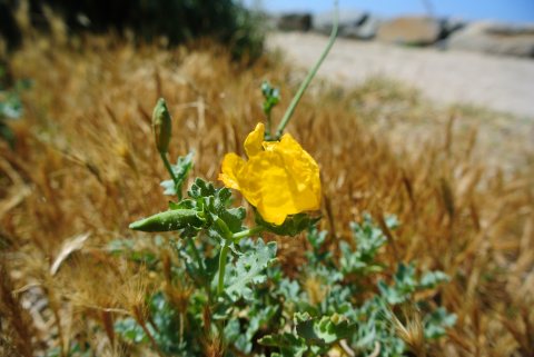 Fleur jaune