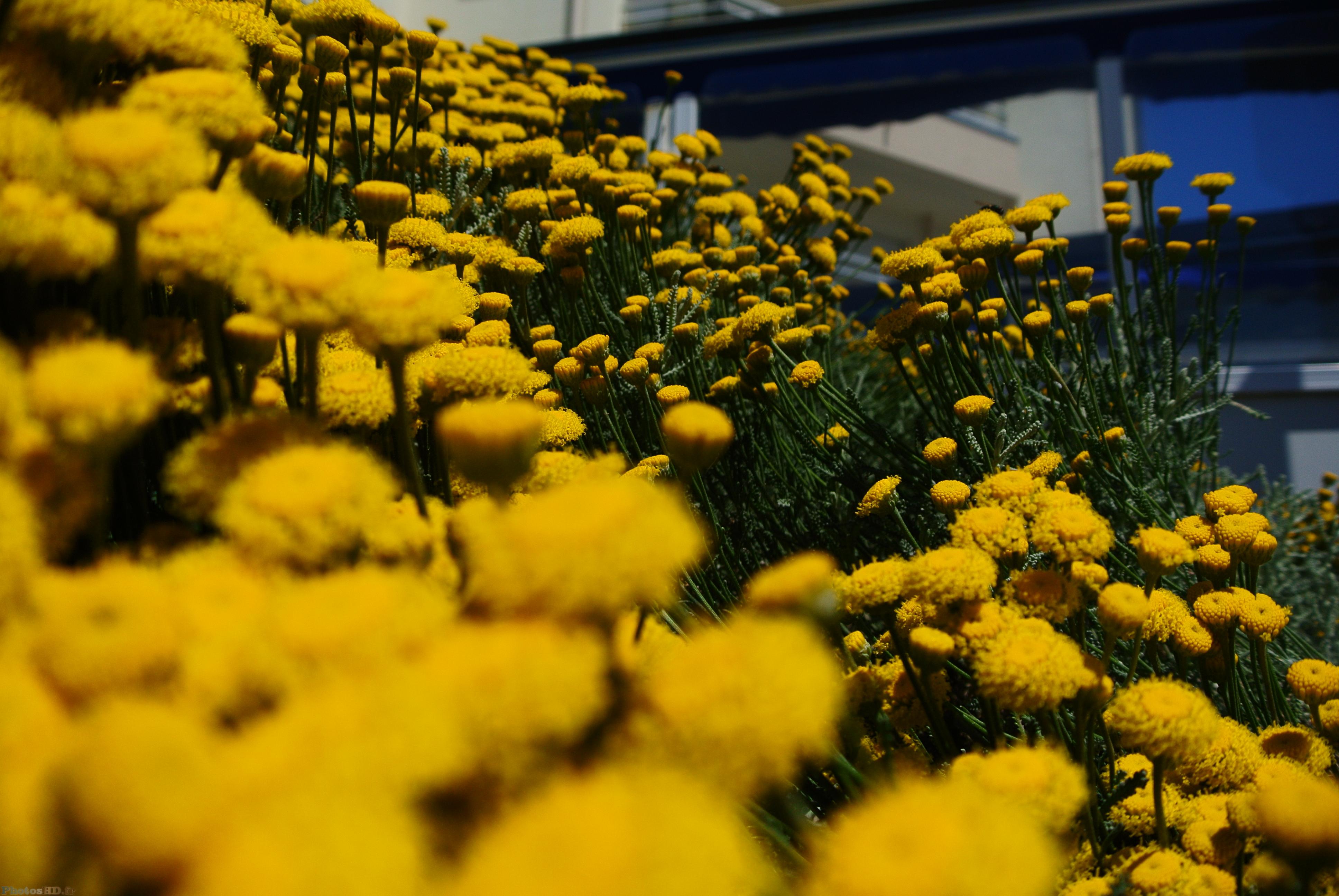 Fleurs jaunes