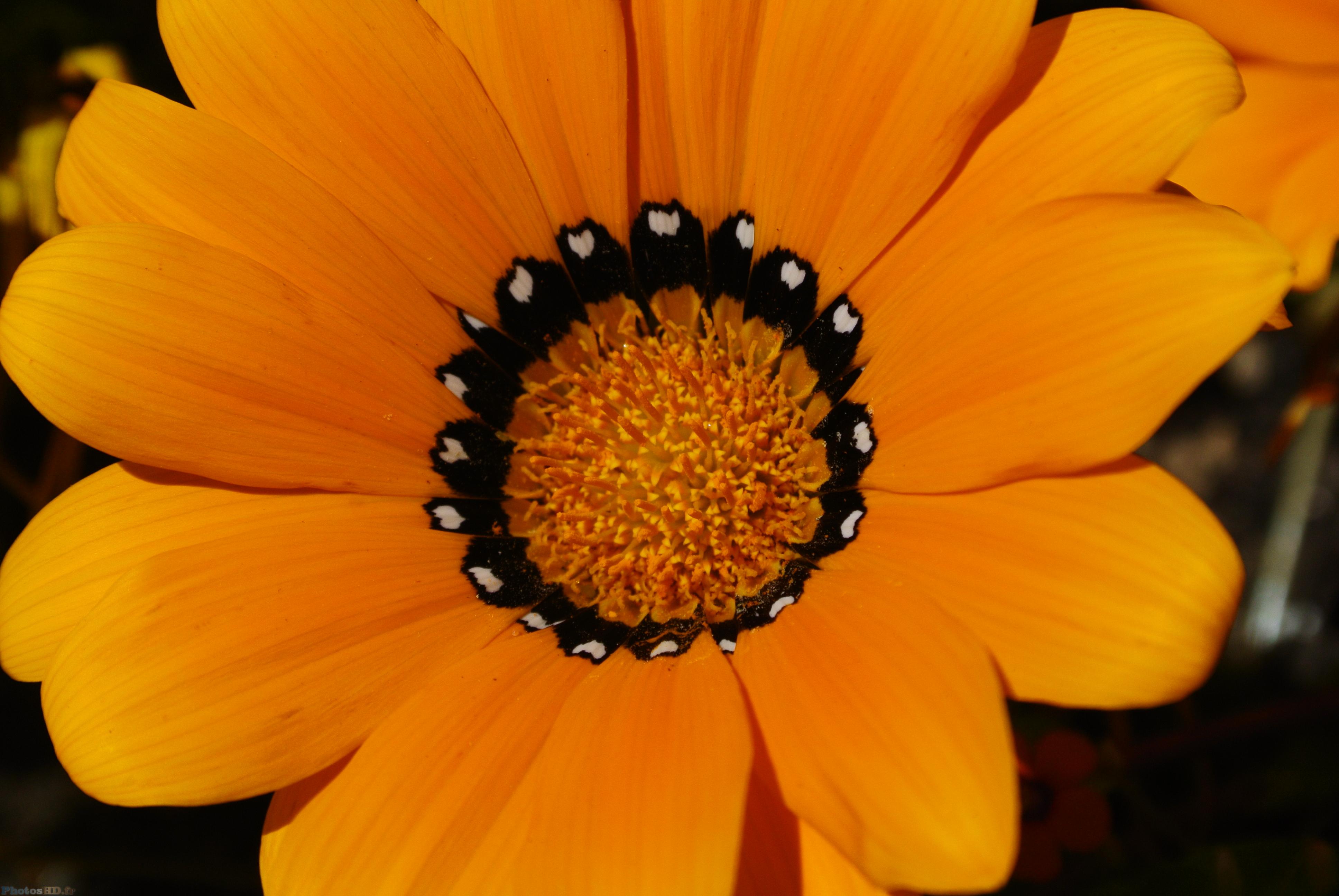 Gazania orange