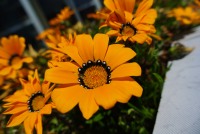 Gazania orange