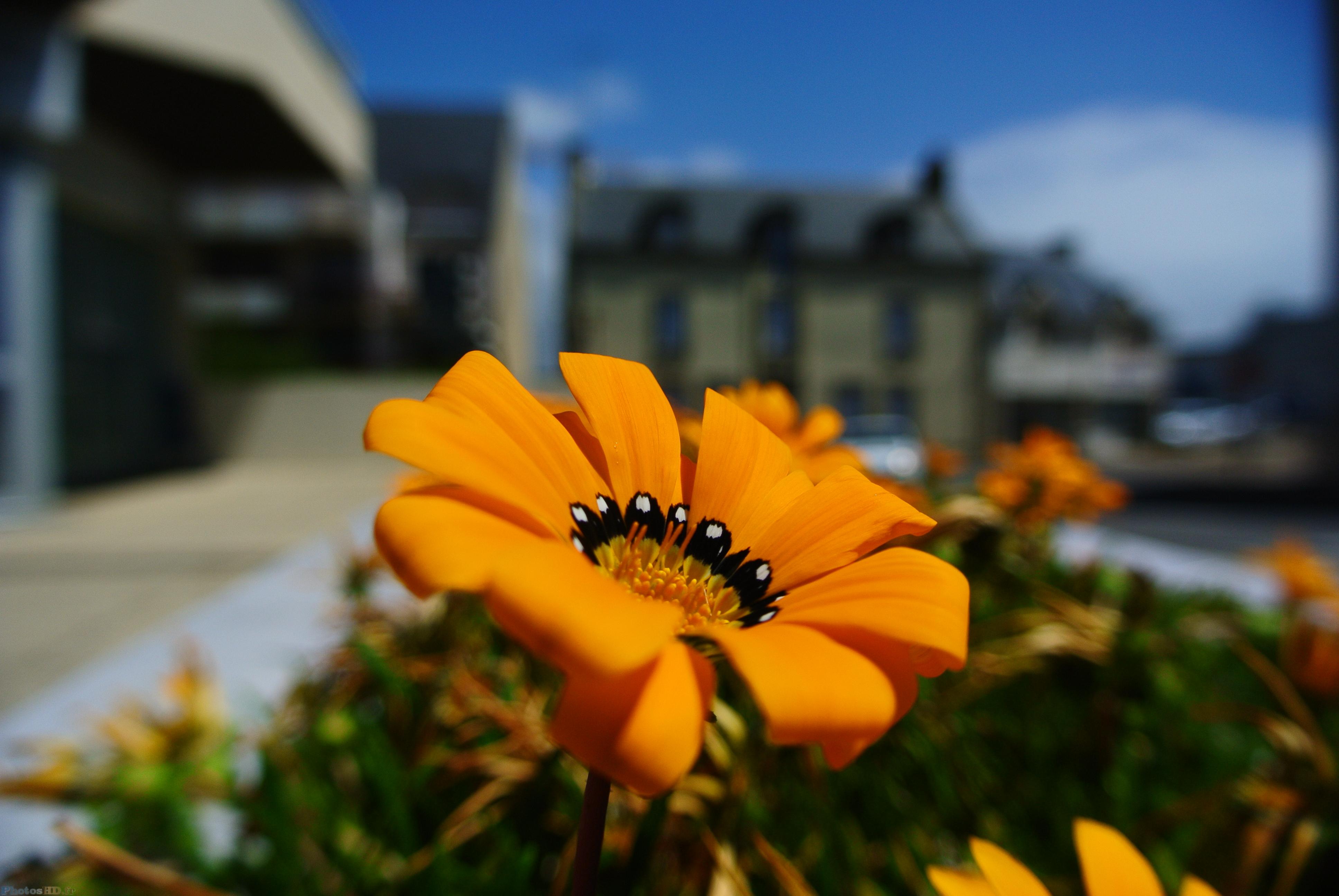 Gazania orange