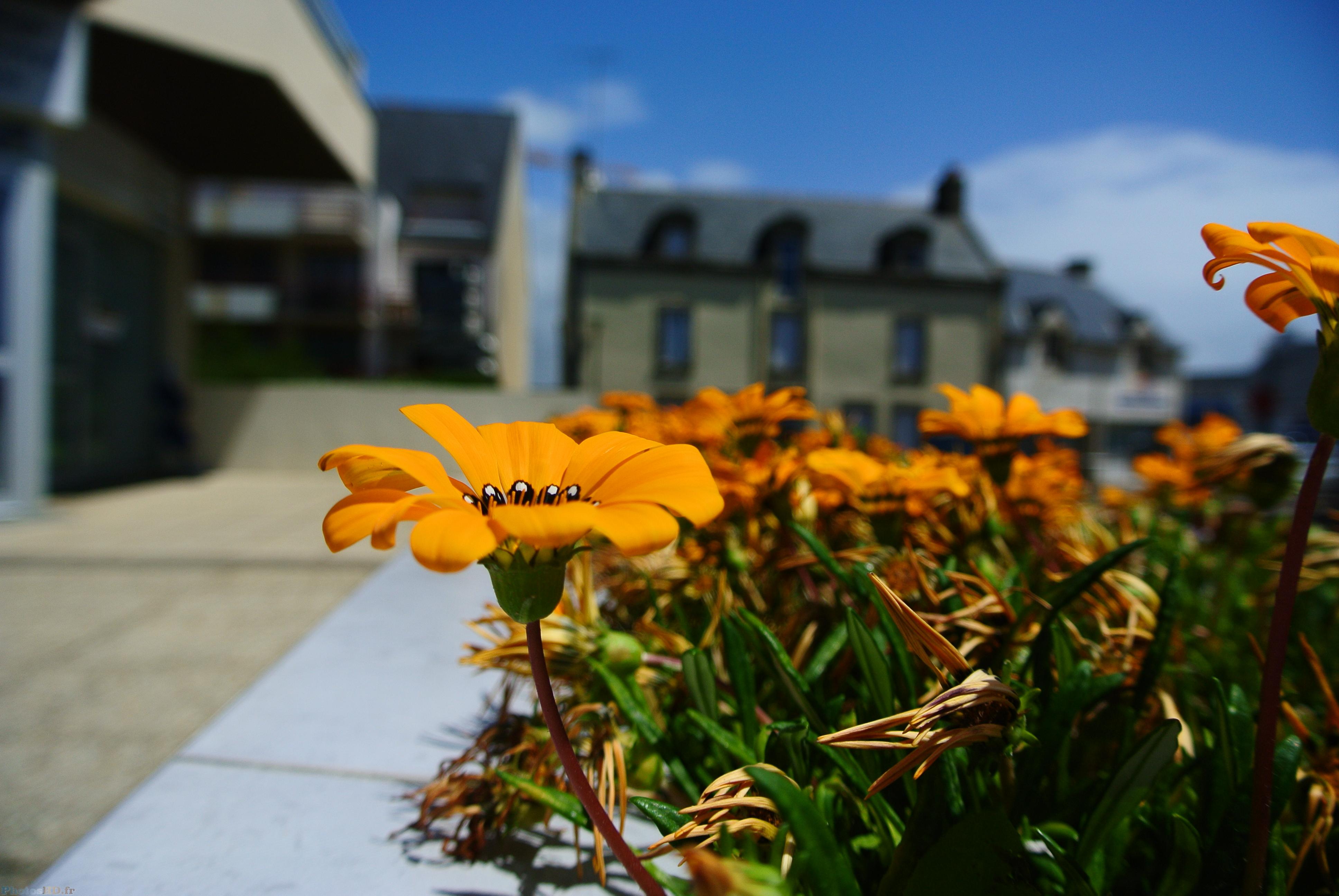 Gazania orange