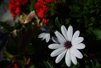 Osteospermum blanc