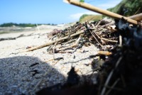 Déchets naturel de plage