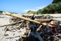 Déchets naturel de plage