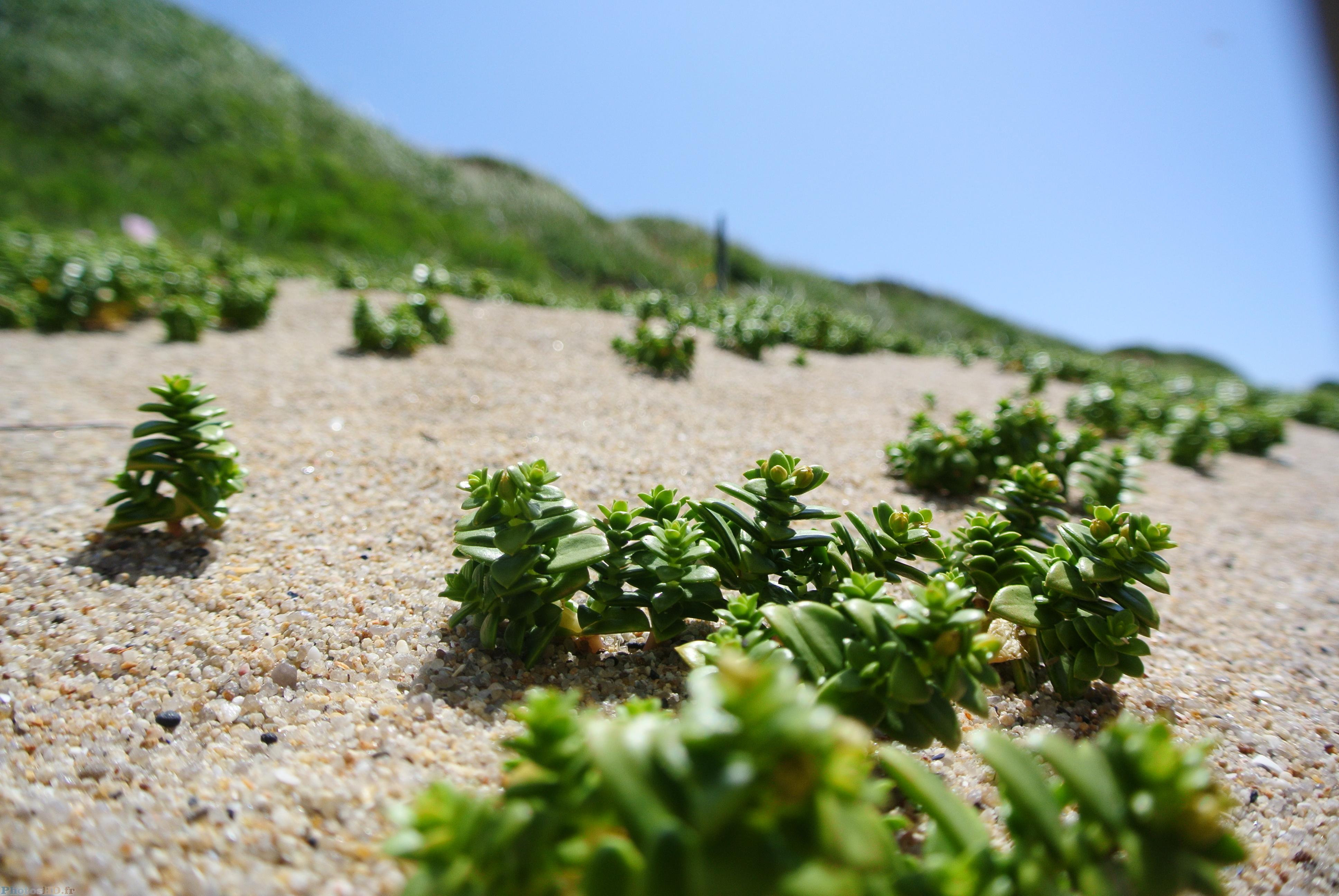 pourpiers de mer