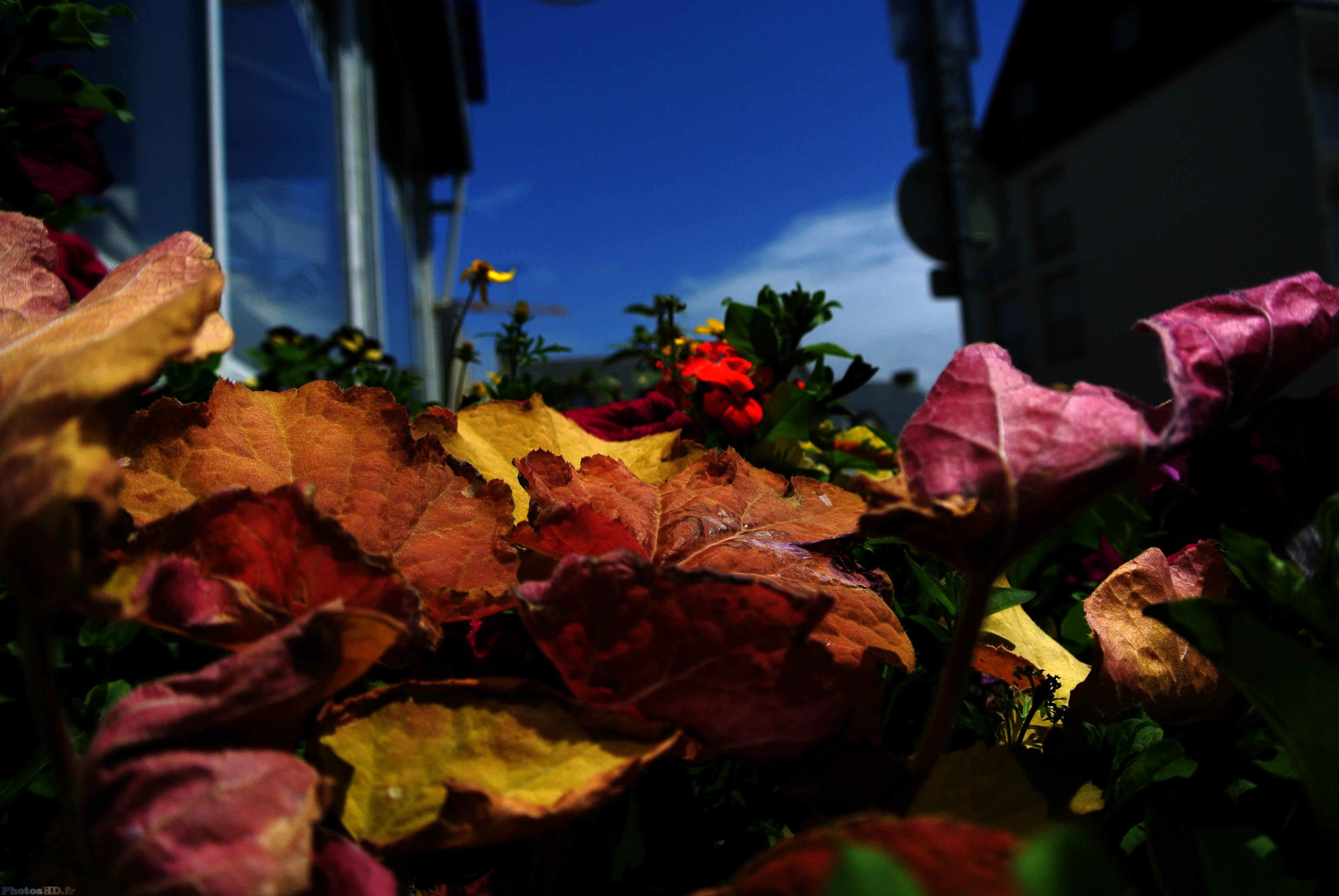 Feuilles colorées