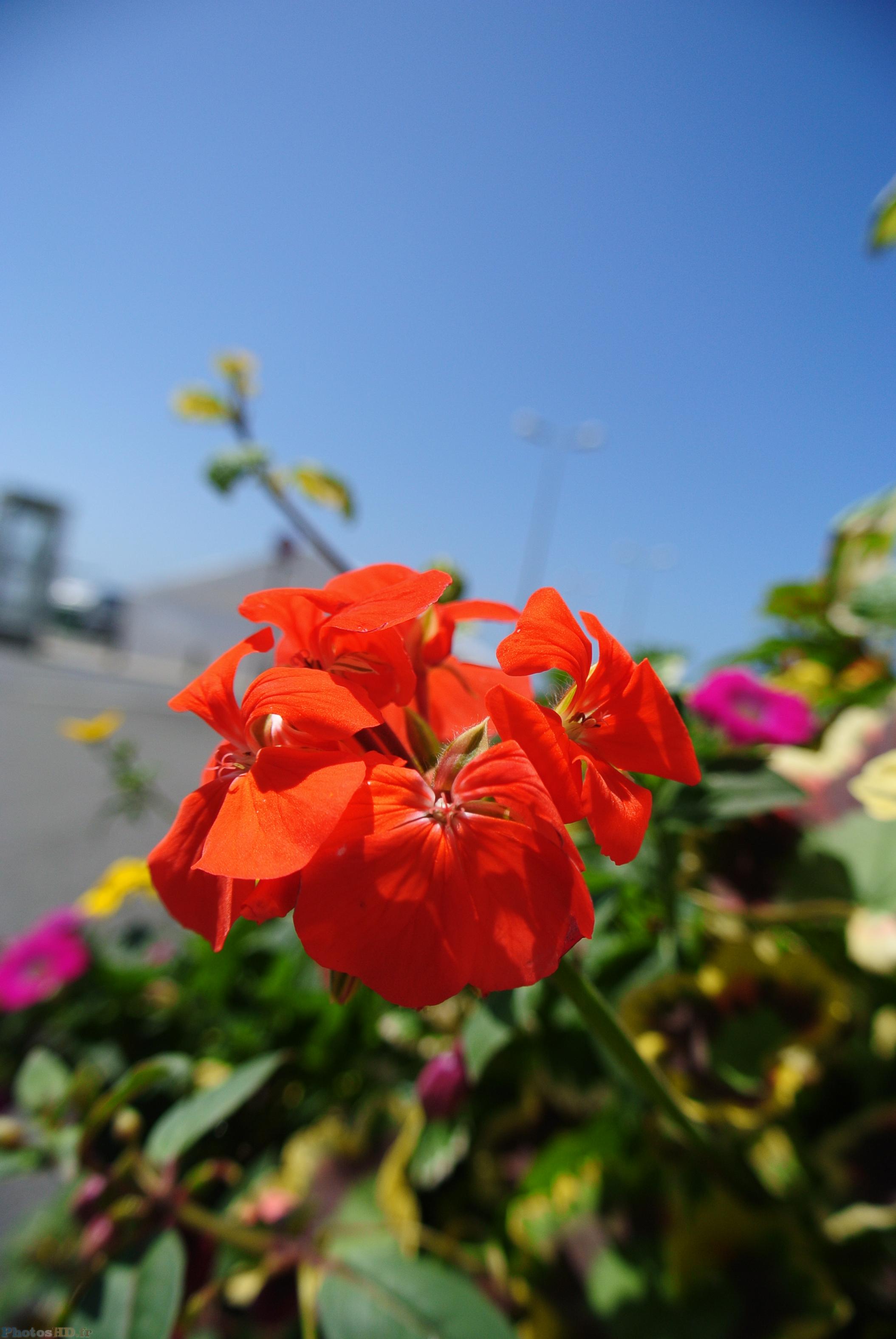 Fleurs rouges