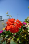 Fleurs rouges