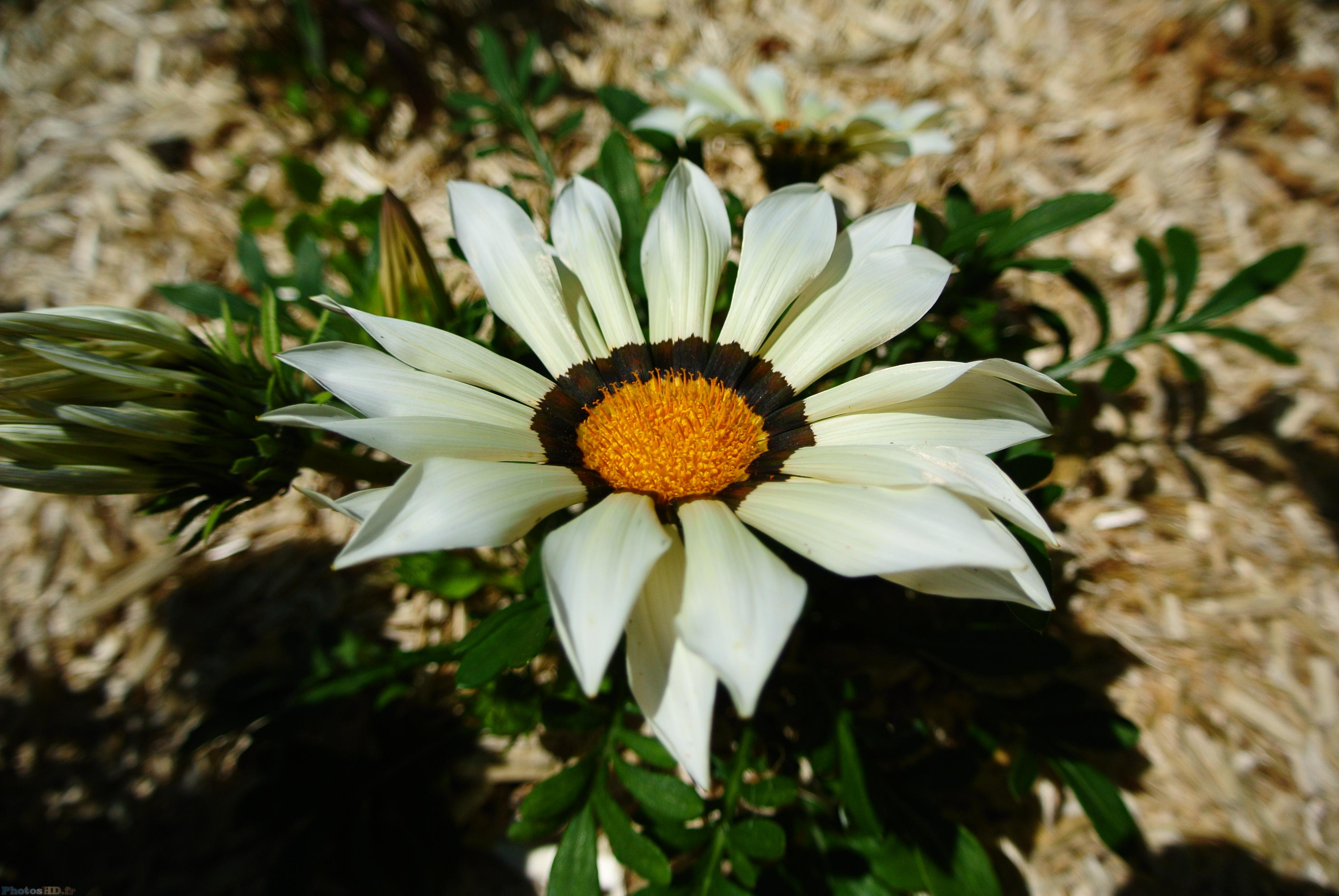 Gazania Blanc