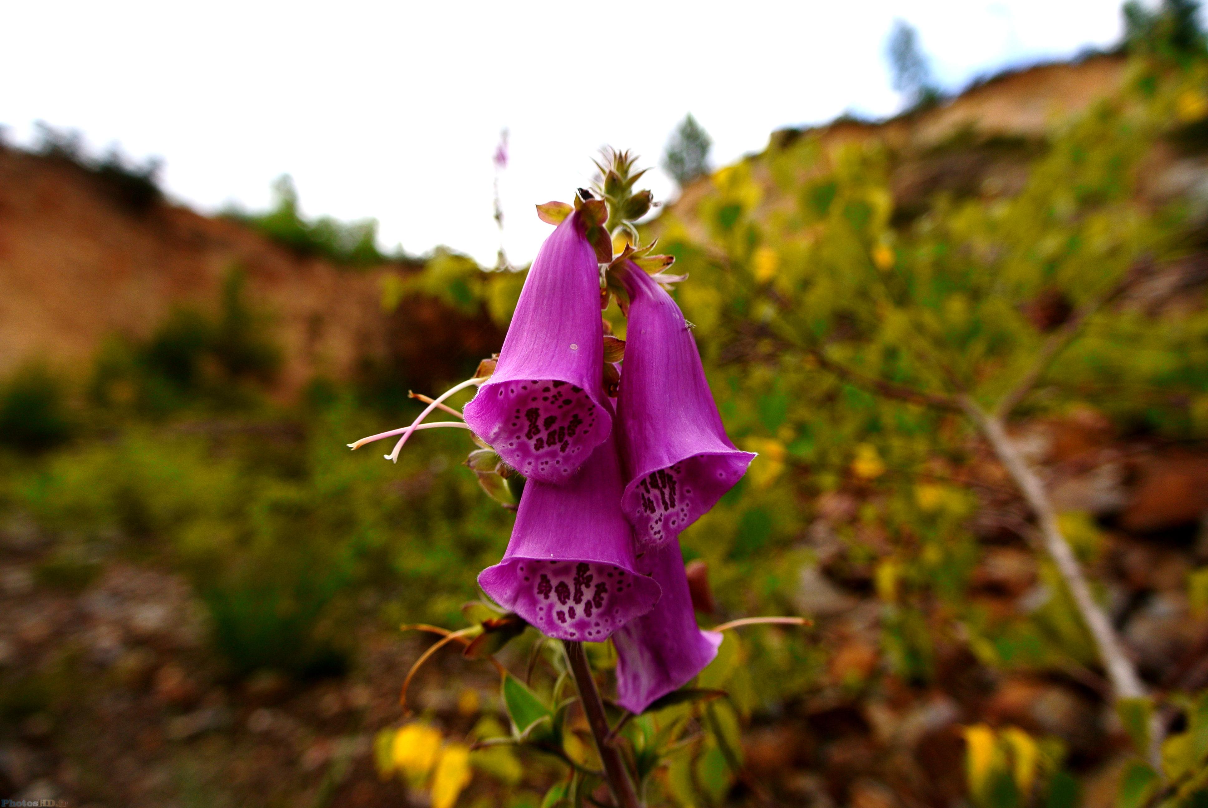 Fleurs de Penstemon