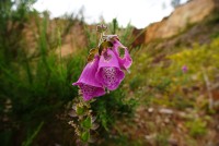 Fleurs de Penstemon