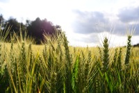 Au ras du champ de blé