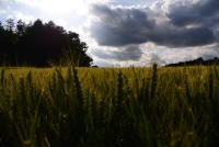 Au ras du champ de blé