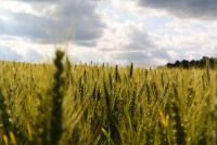 Au ras du champ de blé