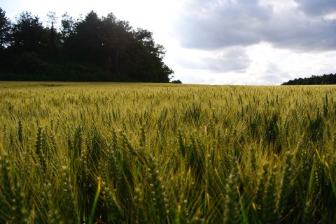 Au ras du champ de blé