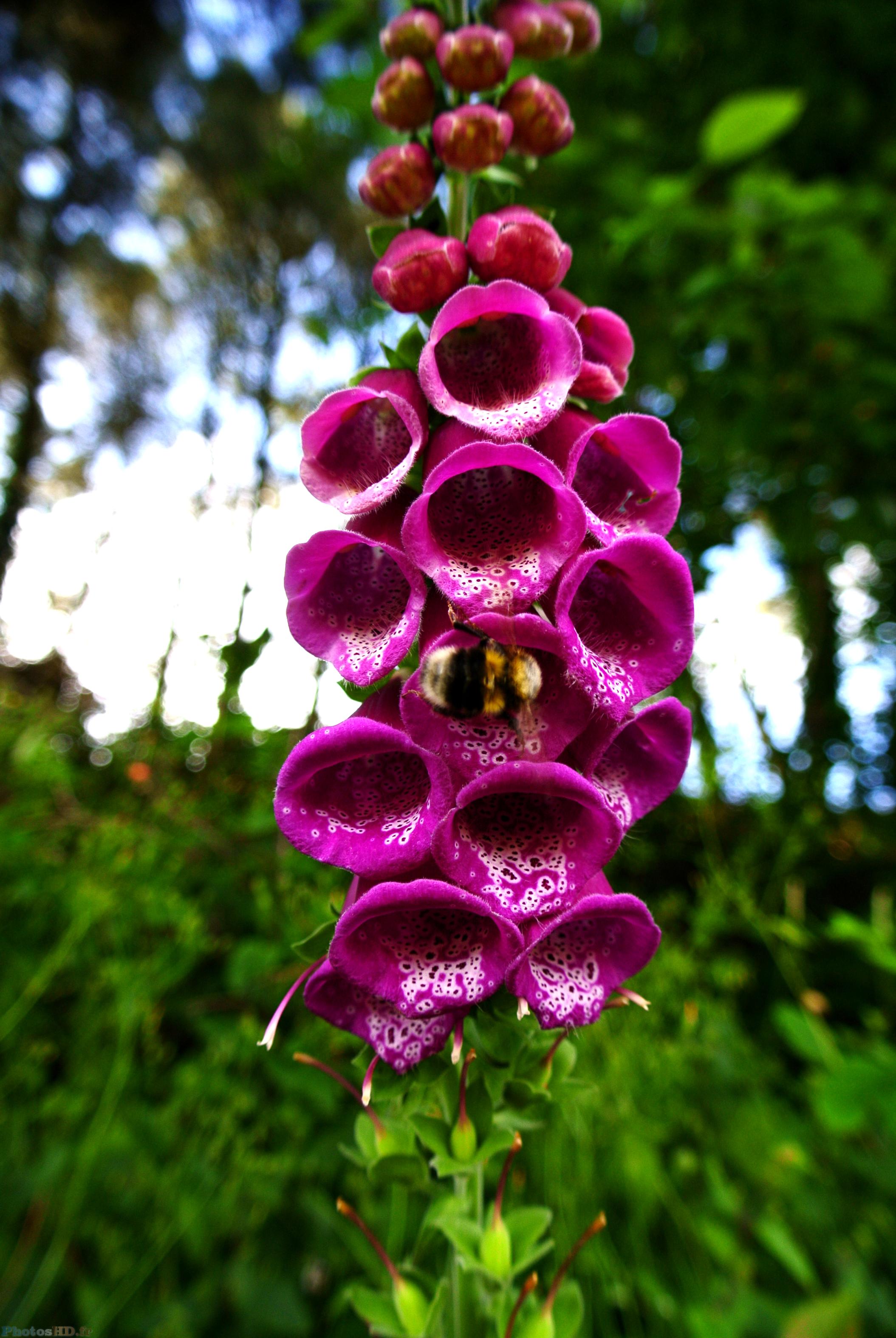 Abeille butinant une fleur de Penstemon