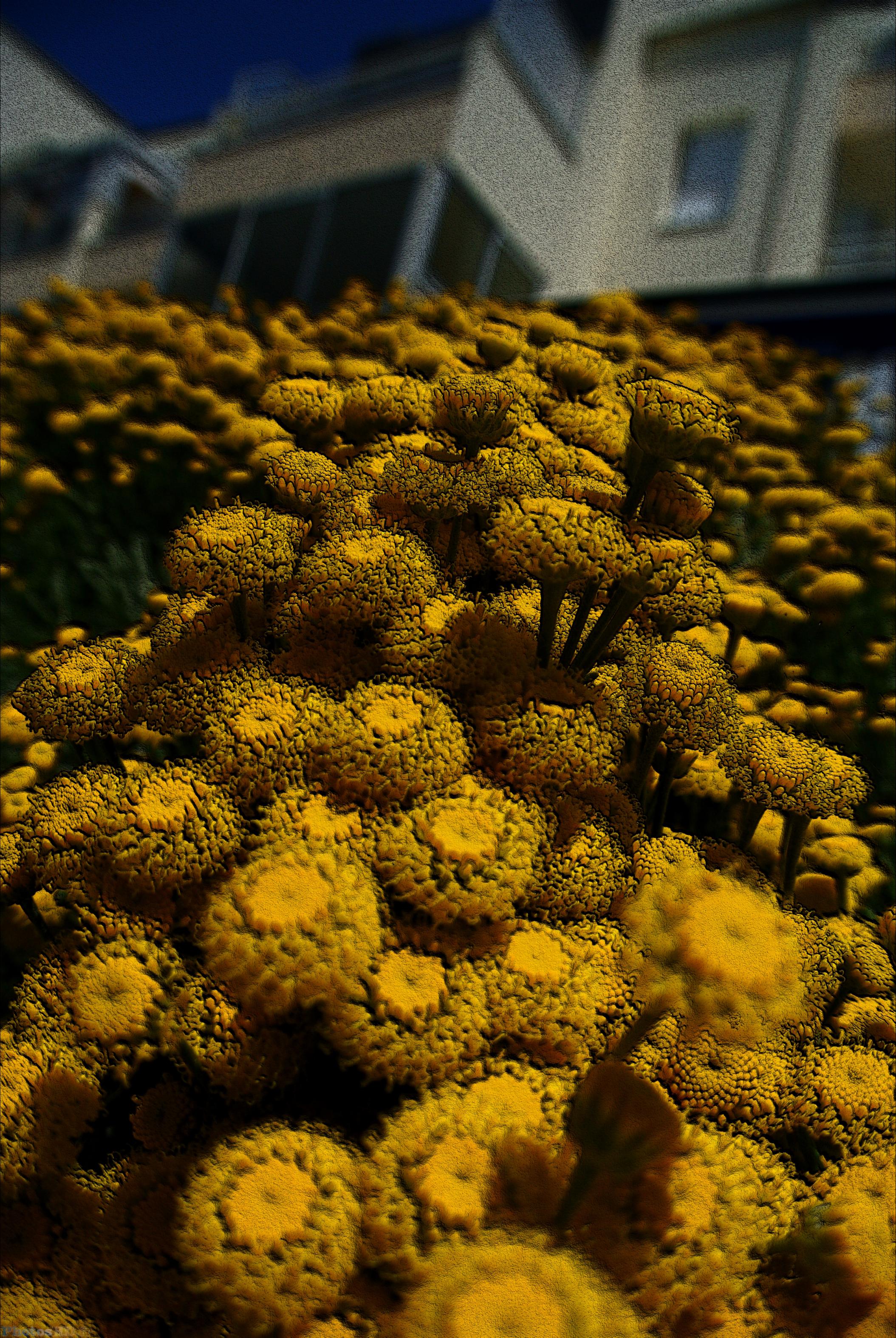 Fleurs jaunes en relief
