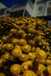 Fleurs jaunes en relief
