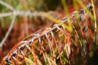 Aiguilles mortes d'un pin