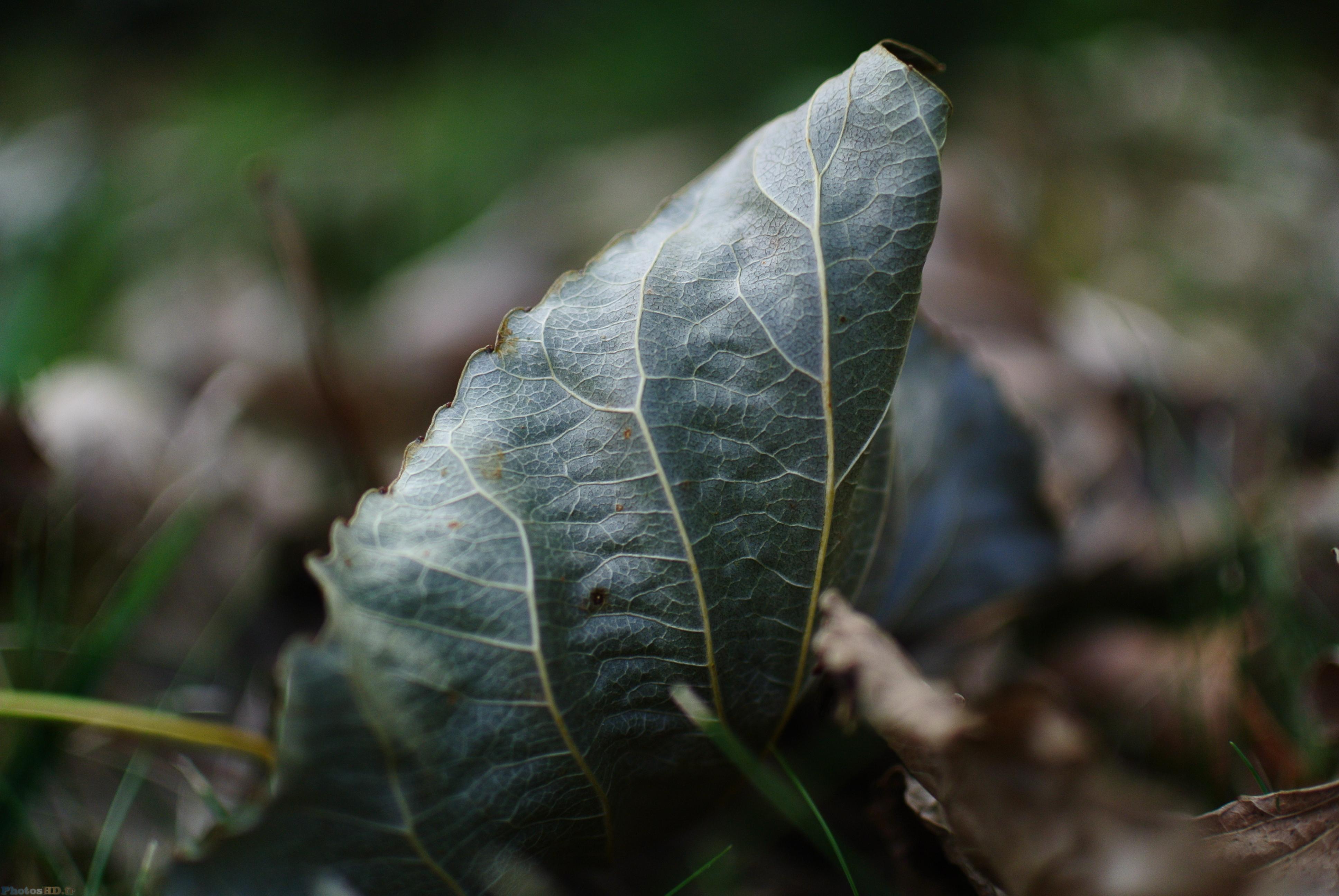 Feuille morte au couleurs étranges