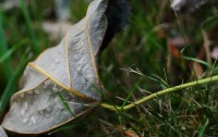 Feuille morte au couleurs étranges