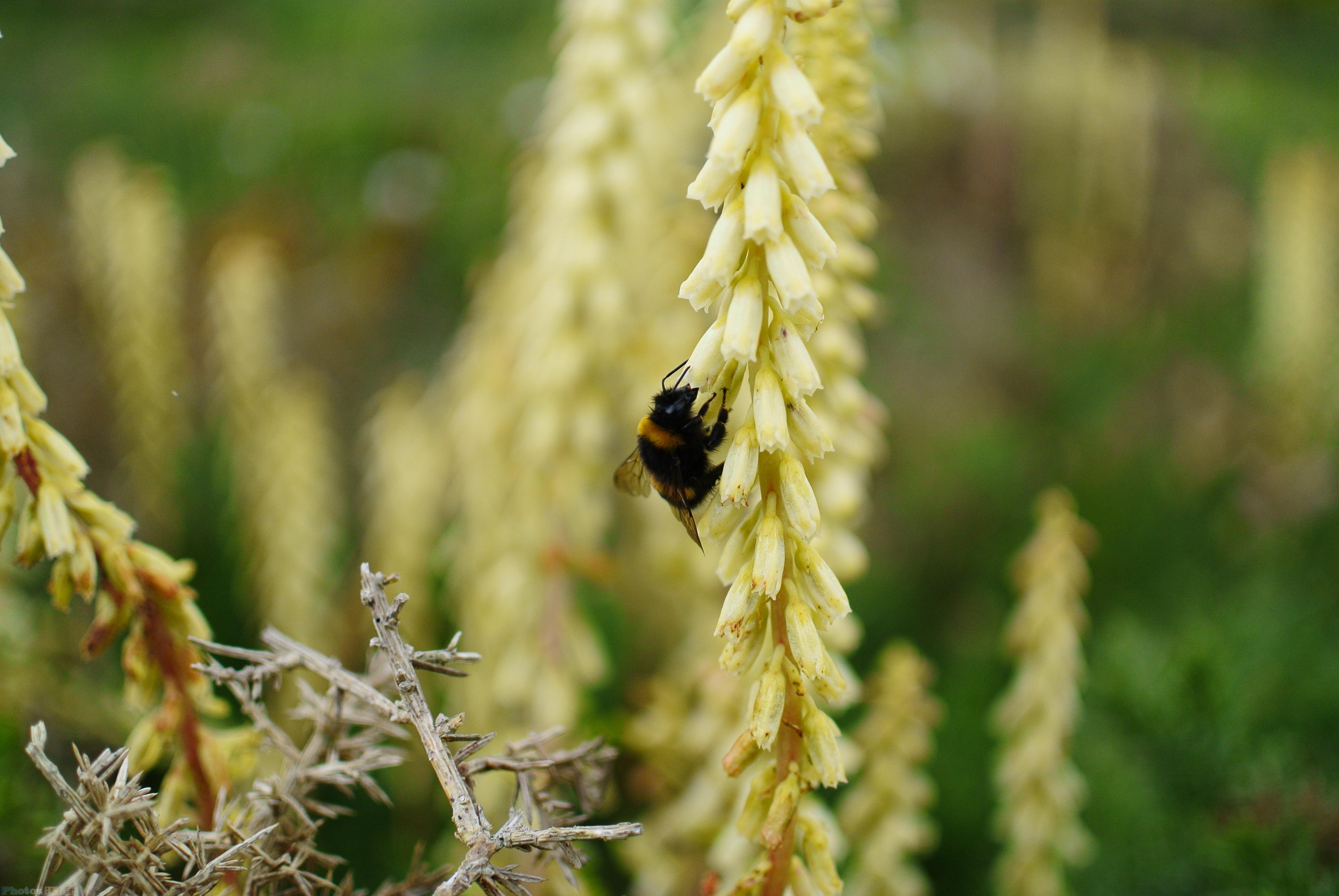 Abeille qui butine