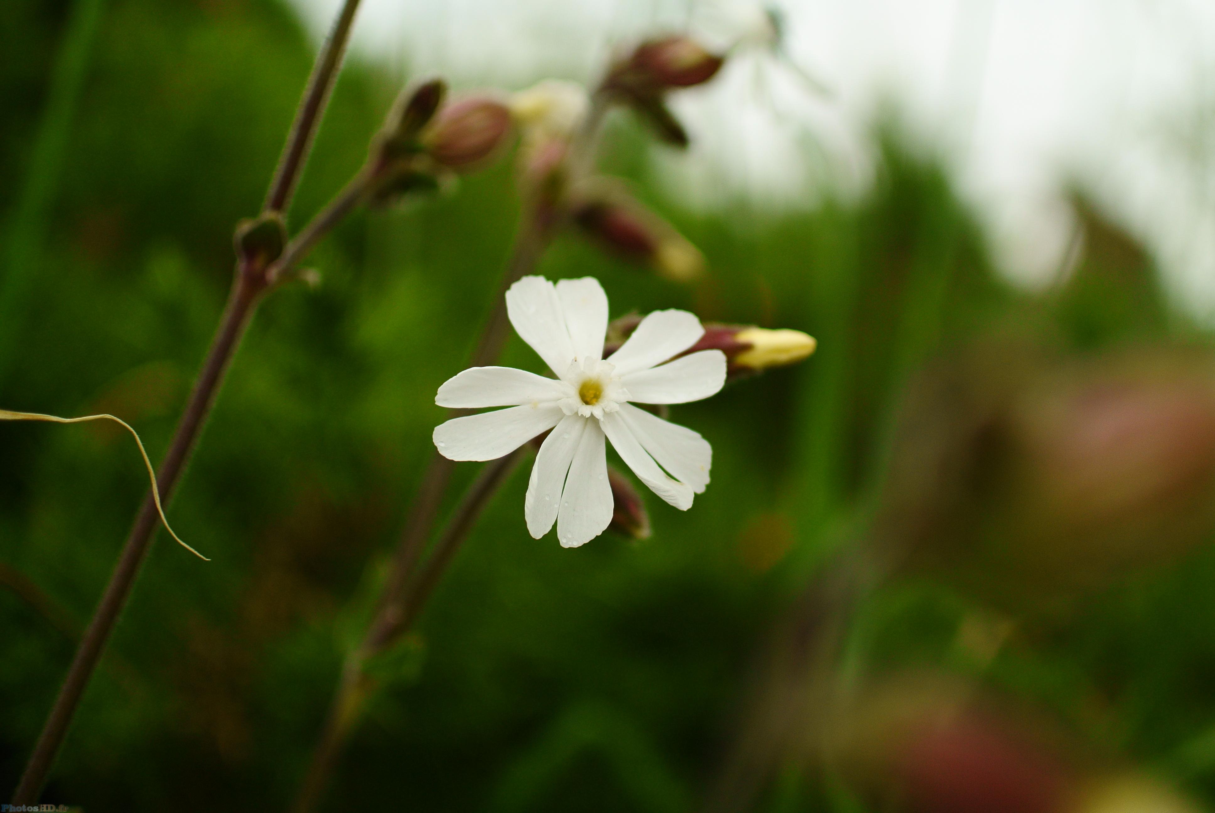 Petite fleur blanche