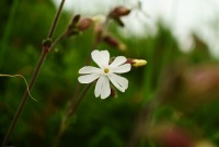 Petite fleur blanche