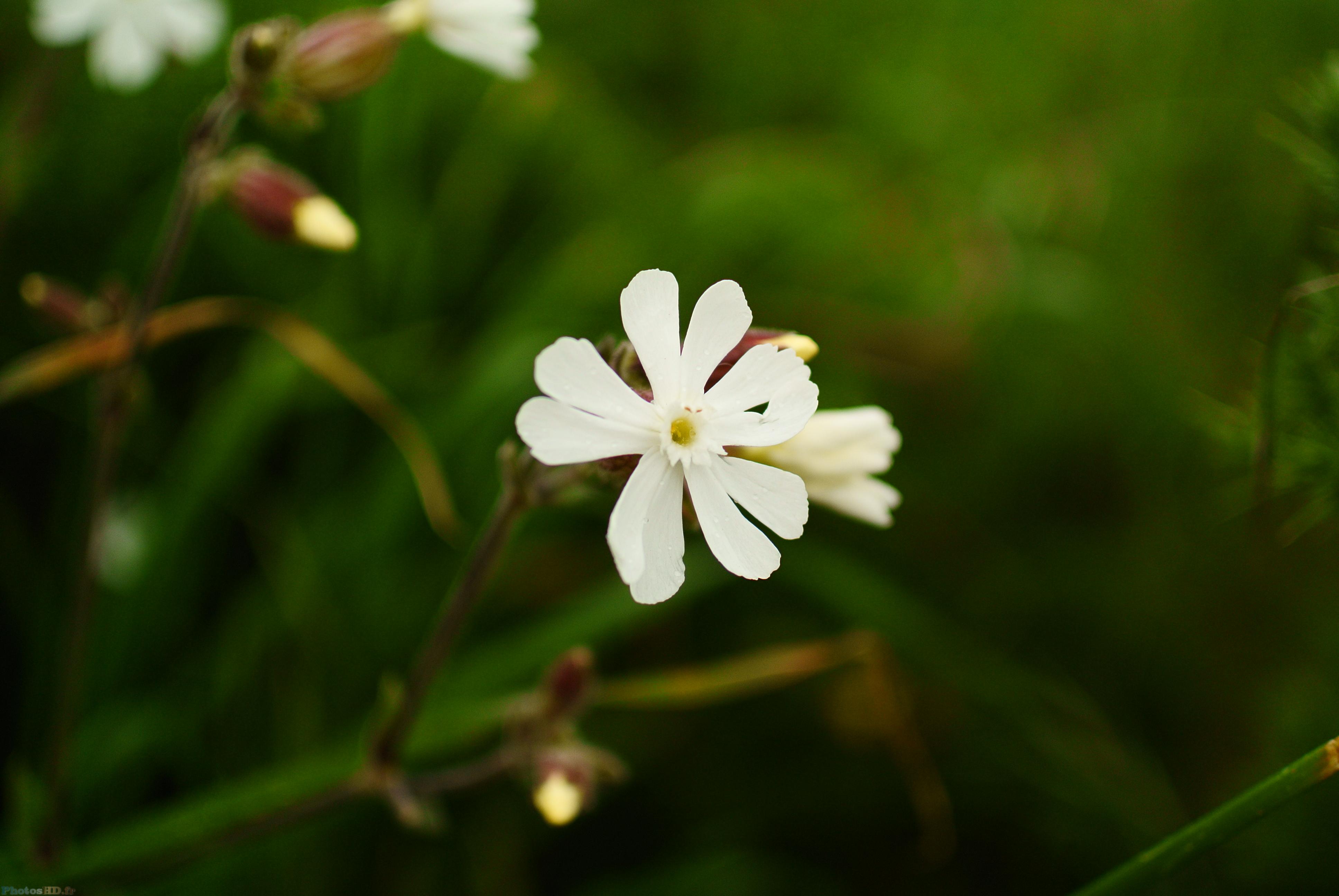 Petite fleur blanche