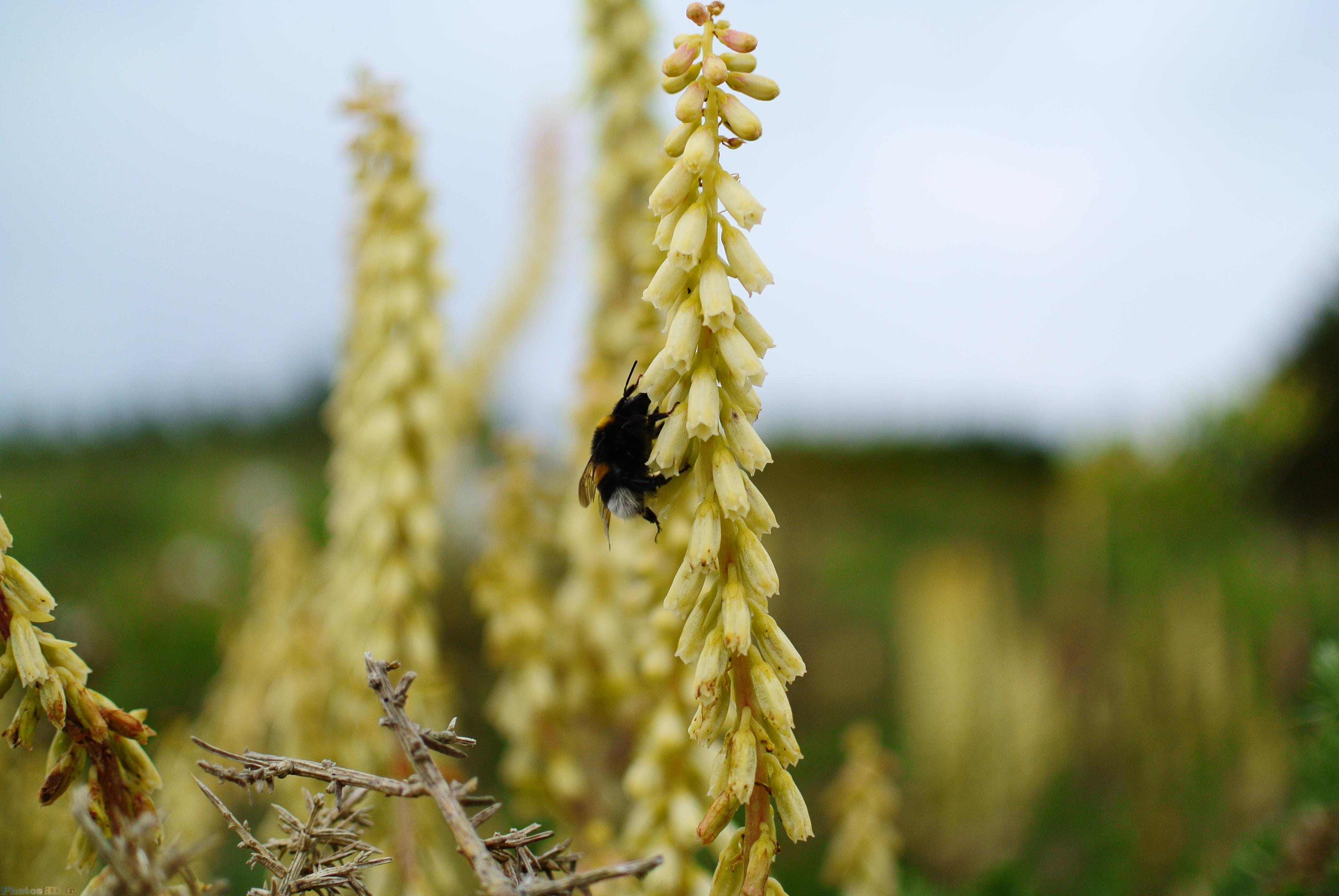 Abeille qui butine