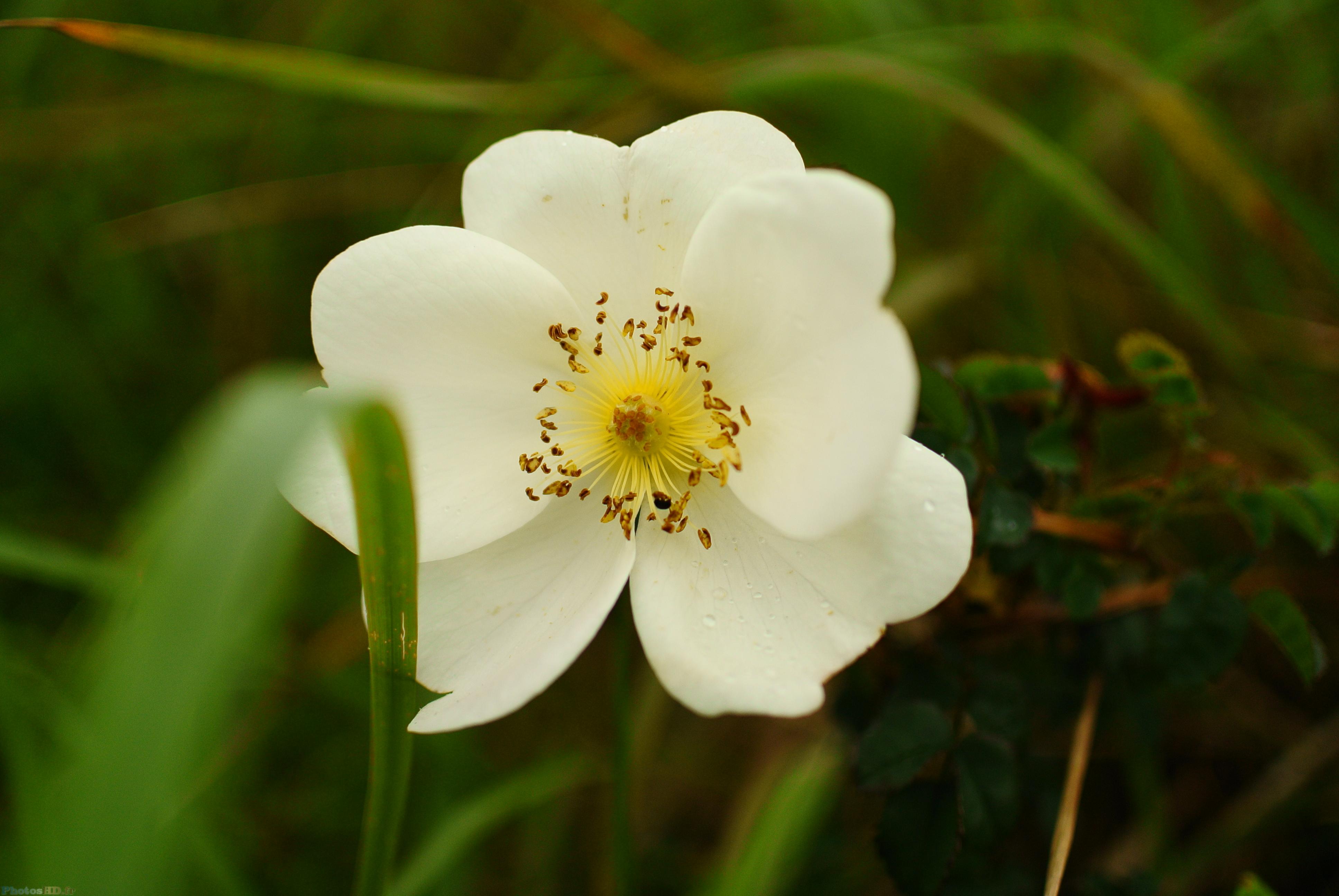 Fleur blanche