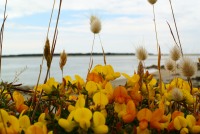 Fleurs devant la mer