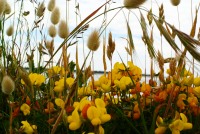 Fleurs devant la mer