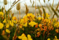 Fleurs devant la mer