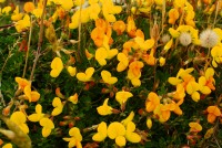 Fleurs devant la mer