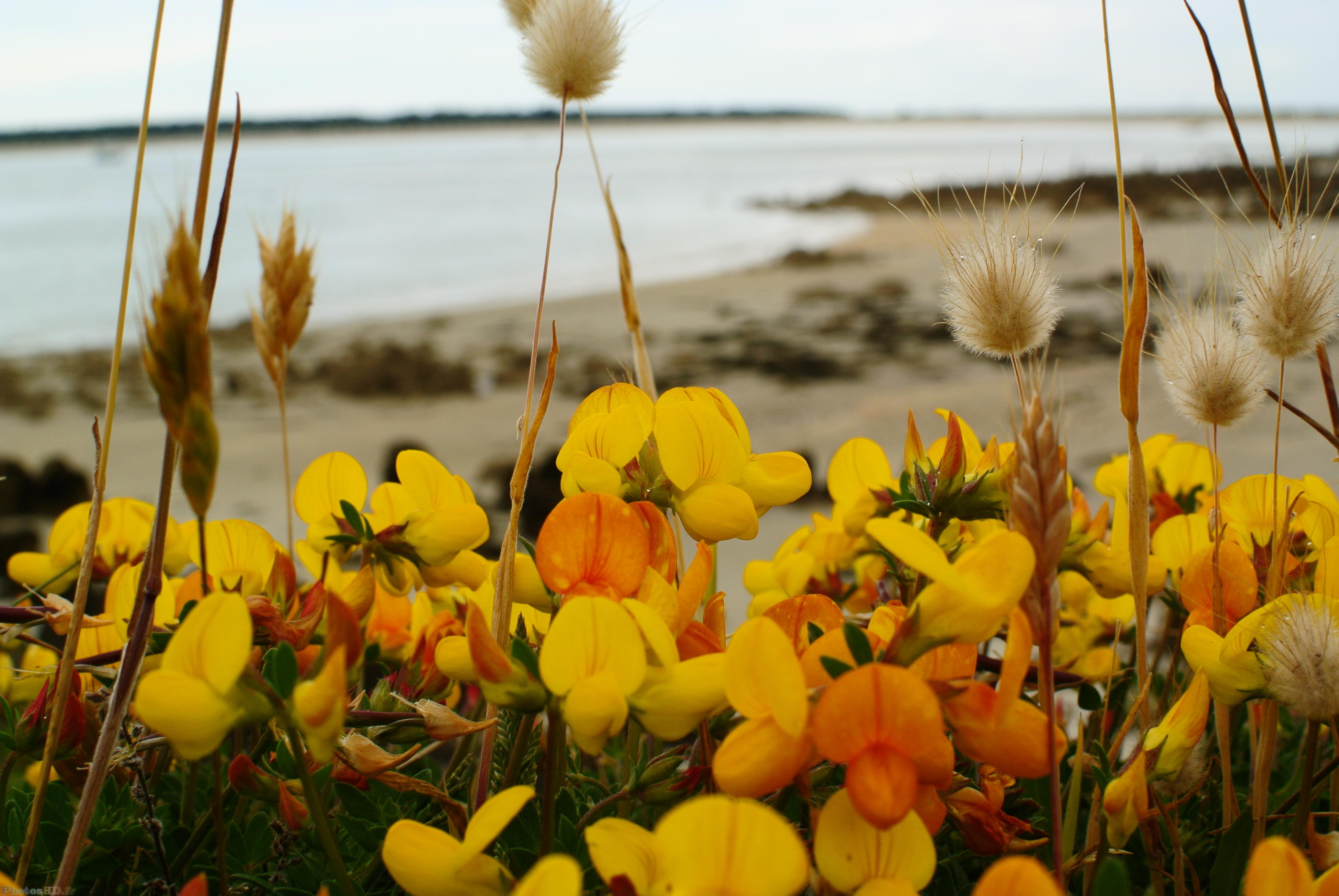 Fleurs devant la mer
