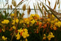 Fleurs devant la mer