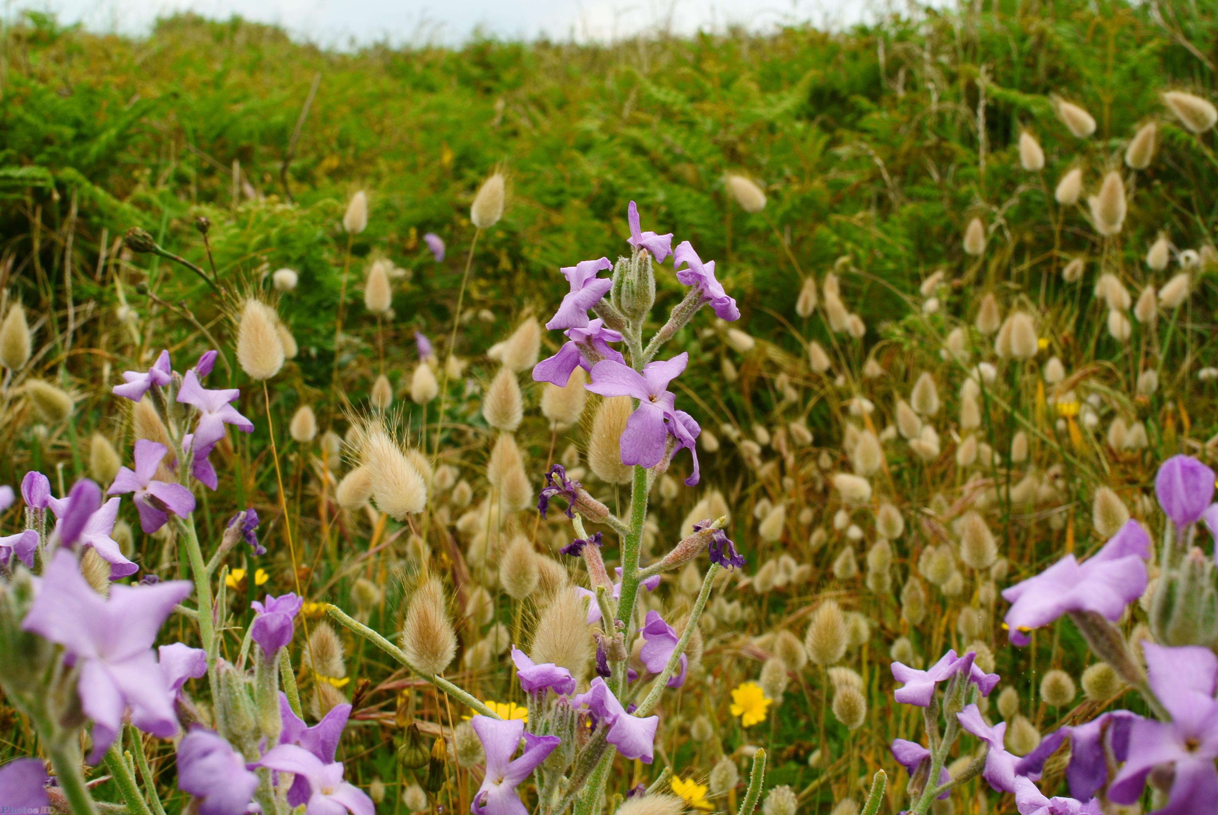 Fleurs de bord de mer