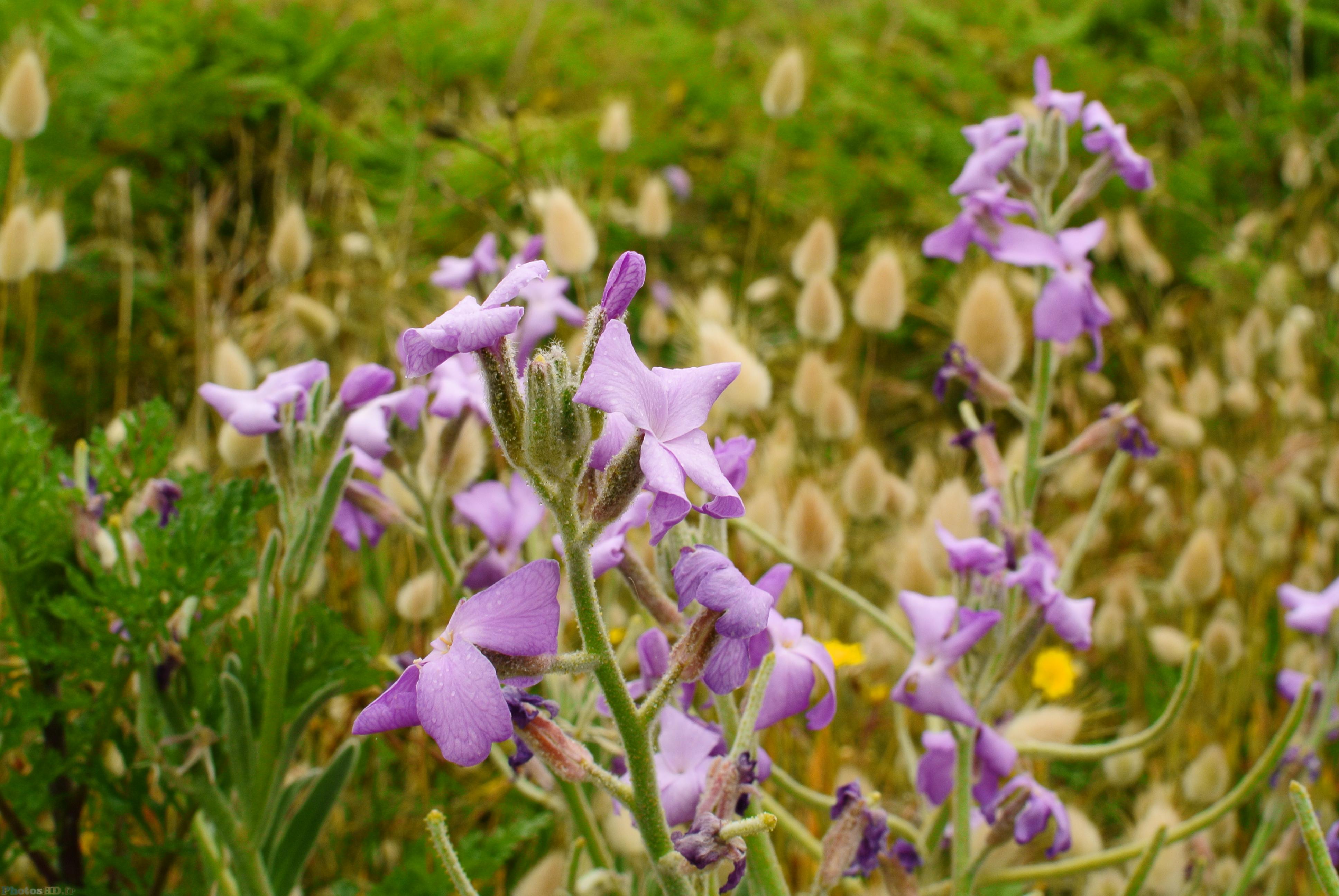 Fleurs de bord de mer