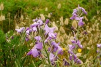 Fleurs de bord de mer